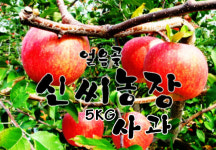 밀양 얼음골사과 5Kg 고당도 꿀사과 산지직송 : 얼음골신씨농장