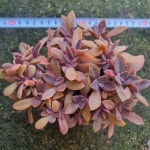 [수암다육] 흑괴리 철화풀림 단품 Graptoveria Fred Ives 다육 아프리카식물 다육식물 수입다육 플랜테리어 267 : 수암다육농장