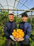 [제주선화농장] 한라봉 5kg 10kg 선물세트 산지직송 ! : 제주선화농장