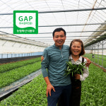 함안 처음농장 GAP공심채 모닝글로리 500g : 처음농장