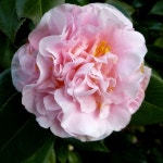 분홍겹동백 서향동백 7치 포트묘 겹꽃 겨울나무 조경수 묘목 : 다원나무팜