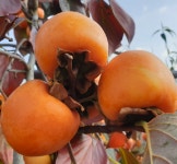 감나무묘목 대봉감 1년생 중묘 : 장원묘목농원