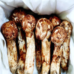 2023년 자연산 송이버섯 선물용 500g 1kg : 그린벨트의 친구들