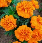 터골꽃차 메리골드 팩 30g : RoseBonbon로즈봉봉