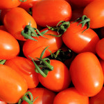 유기농 무농약 토마토 대추 방울토마토 1kg 2kg 5kg 당일수확 산지직송 : 농가의 자부심