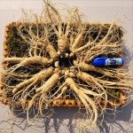 금산 홍삼용 인삼 난발삼 대 세척 수삼 한채 : 금산수삼시장