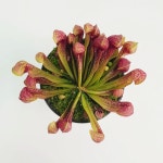 라포레 파리지옥 Dionaea muscipula 식충식물 희귀 반려식물 화분키우기 : 라포레:LAFORET