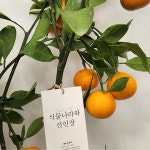 부산 개업 화분 배달 귤 나무 감귤 밀감나무 식용가능 열매 귤 130cm : 식물나라와 선인장