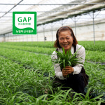 공심채 GAP인증 청정 국산 신선채소 6kg : 처음농장