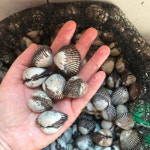 살이 꽉찬 제철 벌교 새꼬막 1 kg (최소수량2kg ) : 벌교역전꼬막