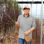 대왕 왕앵두나무 묘목 4년생 결실주 : 한밭농원