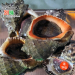 [별미가] 하얀돌 해녀가 직접 채취한 자연산 통영 참소라 대 5kg(30-35미) : 바로이샵