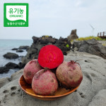 제주 오가닉스 산지직송 유기농 채소 레드 비트 3kg 5kg 10kg : 제주오가닉스