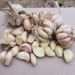 창녕마늘 못난이 파지 B급 김장용 양념용 마늘 3Kg 5Kg : 윤농원