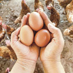 난각번호1번 자연방사 무항생제 계란 크로바양계 자유방목 유정란 농장직송 : 시골달걀 무항생제 유정란