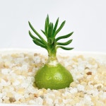 오니소갈룸 SP 미니 희귀 아프리카 코덱스 괴근 다육식물 선인장 키우기 : 아프리카식물-사바나농장