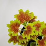 벤쿠버 단풍 캐나다 제라늄 소품 다년생 실내공기정화식물 대성식물 : 대성식물