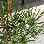 금송나무 묘목 6년생 조경 관상수 가로수 기념식수 정원수 가든 상록수 : 농원의 모든것