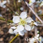 [나무인] 왕매실나무 결실주 직경4cm : 나무인 영농조합법인