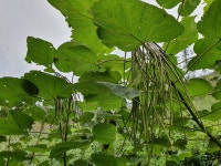 노나무 개오동나무 실생포트묘 5주 특용수 약용수 조경수 : 해남본초농장