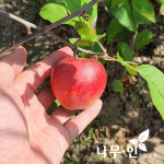 [나무인] 루비에스 미니사과묘목 2개 : 나무인 영농조합법인