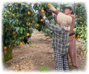 2025년 노지 황금향 대과, 중과, 소과 9kg : 제주 강씨네미깡농장