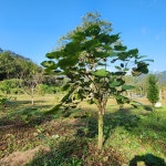 노나무 개오동나무 H 0.7~1m 포트묘 특용수 약용수 조경수 : 해남본초농장