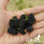[나무인] 수퍼오디 왕오디묘목 : 나무인 영농조합법인
