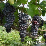 [나무인] 캠벨포도나무 묘목 3개 : 나무인 영농조합법인