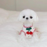강아지올인원 강아지비옷 프린트 체리 니트 스커트 귀여운 여름 강아지우비올인원 소형견우비 : 츄츄몰 상회