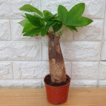 파키라8 : 샬롬꽃농원