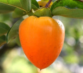 2025년 지리산자락 남원,구례 홍시 곶감용 대봉감 5kg/10kg : 준이연이네