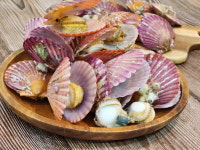 제철 홍가리비 3kg : 갑을농수산