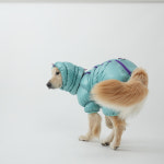 (M-L) 퍼피갤러리 클라우드 클라우드 패딩 스누드 넥워머 보호자 커플템 : 제라미펫