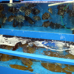 [의왕시 배달] 싱싱함에 기분마저 시원해지는 바지락 1kg [부곡 오라수산] : 동네시장 장보기