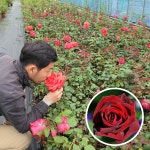 장미나무 영국 흑장미나무 사계 바카롤 : 에버그린농원