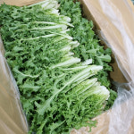 당일수확 치커리 쌈채소 샐러드치커리 2kg, 1개 : 토마토아가씨