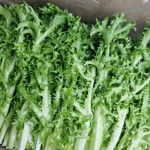 당일수확 치커리 쌈채소 샐러드치커리 2kg, 1개 : 토마토아가씨