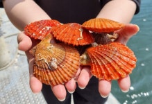 국내산 통영 세척 홍가리비 특대 특품 1kg, 1개 : 올푸른푸드