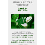 함백산언니들꽃차 | 국내산 삼백초차 50 티백 식약청 HACCP 삼백초 잎 뿌리 줄기 꽃 차 : 핫티스트