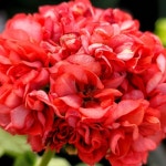 예쁜제라늄 K, 피날레미소, 밝은미소 작품, 빨강색 한국제라늄 농장직송 모종 : 예쁜제라늄농장