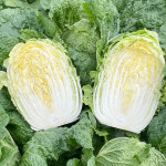 호떡이네 해남 20kg 절인 절임 배추 : 고먼생