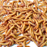 살아있는 로이애 밀웜 생밀웜 1000마리 대량판매 : 로이애