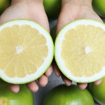 메로골드 청자몽 특과 10과 4KG 내외 스위티자몽 : 한입두잇