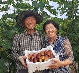 봄봄농원 무화과 홍무화과 청무화과 말랭이 농장직송 GAP : 봄봄 농원