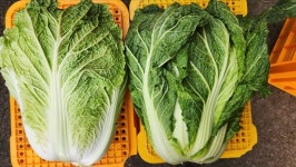 강원도 김장배추 포기배추 생배추 3포기 : 홍천삼포농장