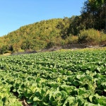 강원도 김장배추 포기배추 생배추 3포기 : 홍천삼포농장