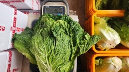 강원도 김장배추 포기배추 생배추 3포기 : 홍천삼포농장