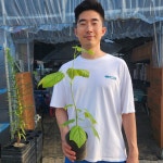 벌나무 2년 포트묘 산청목 : 세종원예농원