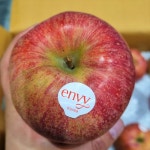 예산 고당도 엔비사과 ENVY 가정용 선물용 : 지금이 제철